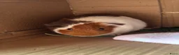 Guinea Pig rodents for sale: Male guinea pig in Derby - Advert 1