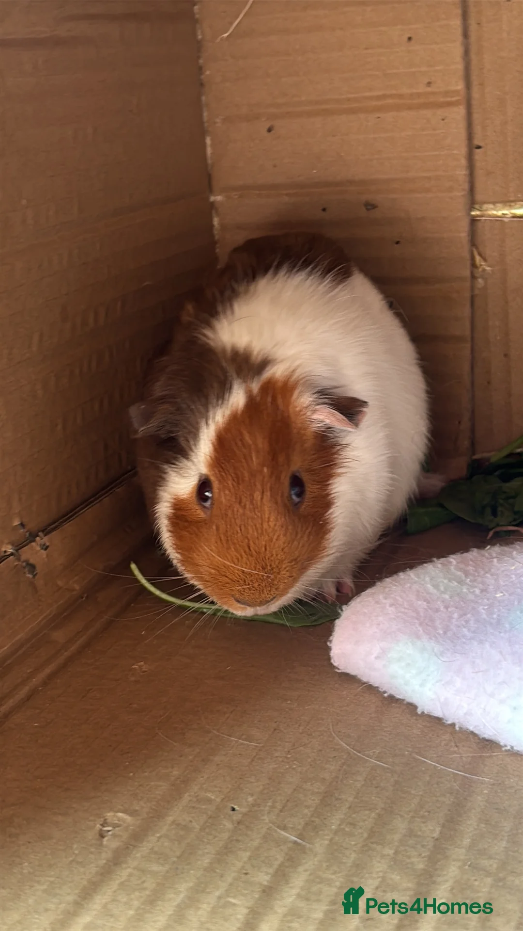 Guinea Pig rodents for sale: Male guinea pig in Derby - Advert 1