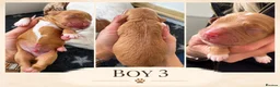 Cocker Spaniel dogs for sale: KC Working Cocker Pups - Advert 6