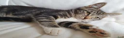 Maine Coon cats for sale: 2 Maine Coon Cross kittens for sale - Advert 3