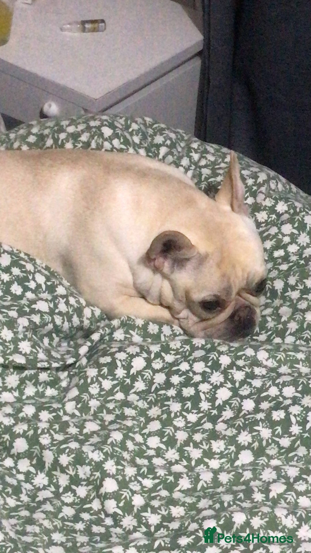 French Bulldog dogs for sale: Female Frenchie needing new home - Image 20