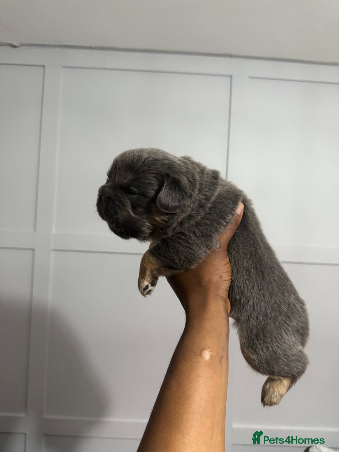 French Bulldog dogs for sale: Lilac & tan fluffies/ **  - Advert 8