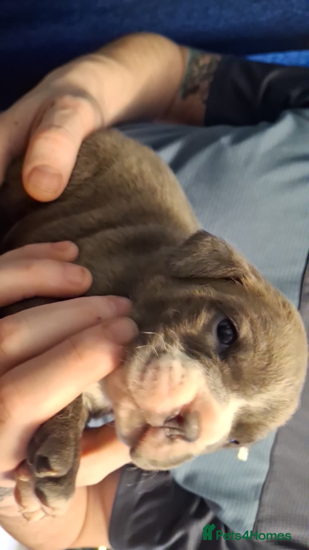 Mixed Breed dogs for sale: Old tyme x puppys  - Advert 10