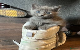 Oriental cats for sale: 5 STUNNING RAGAMESE/SIAMESE KITTENS - Image 18