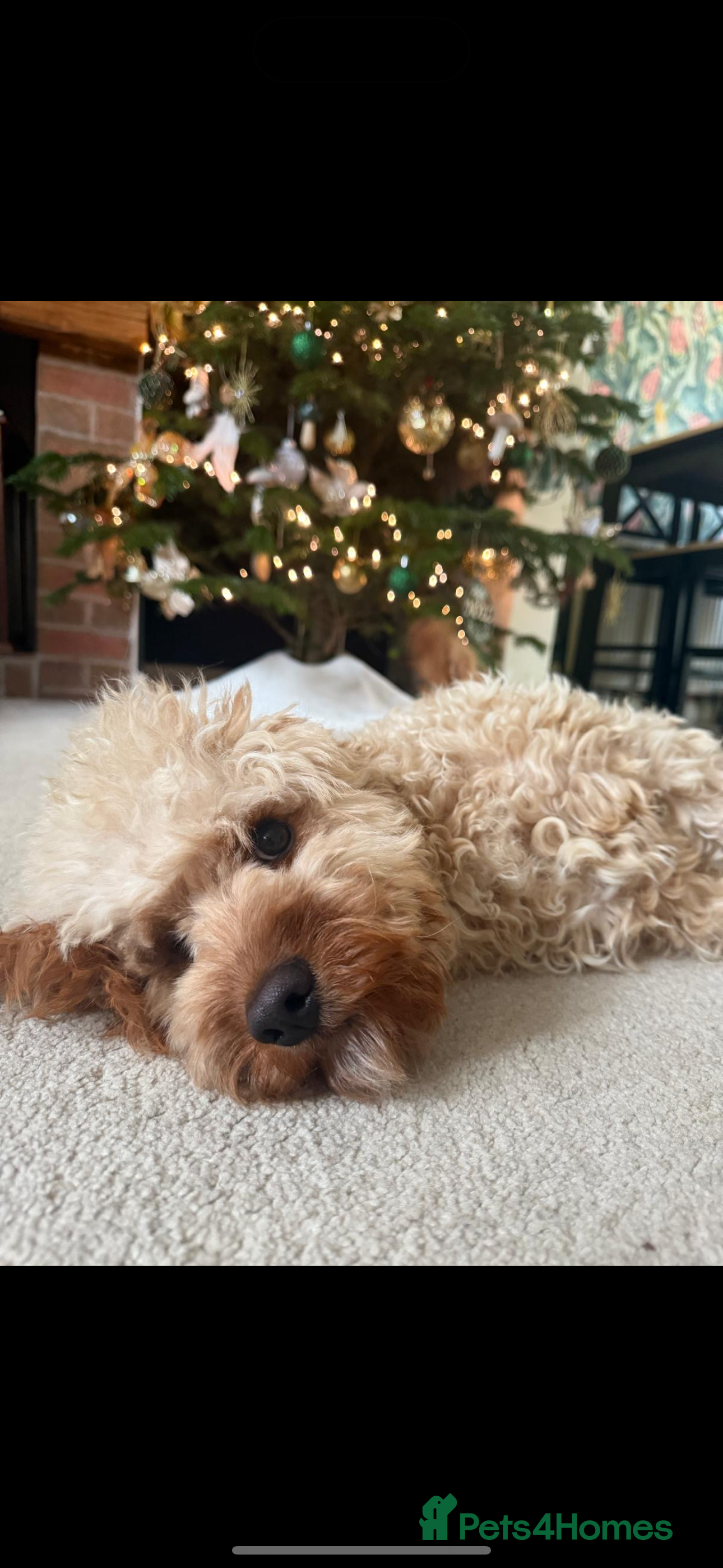 Cavapoo dogs lovely cavapoo - Advert 2