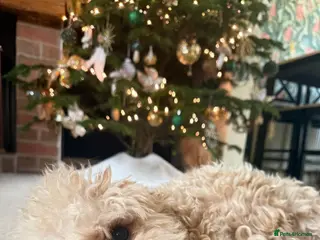 Cavapoo dogs lovely cavapoo - Advert 7