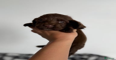 Cocker Spaniel dogs - Advert 3
