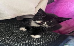 Mixed Breed cats for sale: Got 4 kittens looking for them home  - Image 11