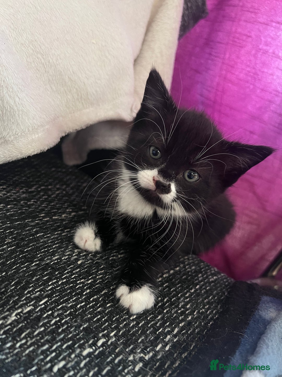 Mixed Breed cats for sale: Got 4 kittens looking for them home  - Image 11