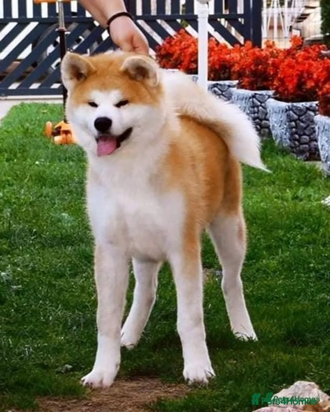 Japanese Akita Inu dogs for stud: KC Japanese Akita Inu Stud - Image 3