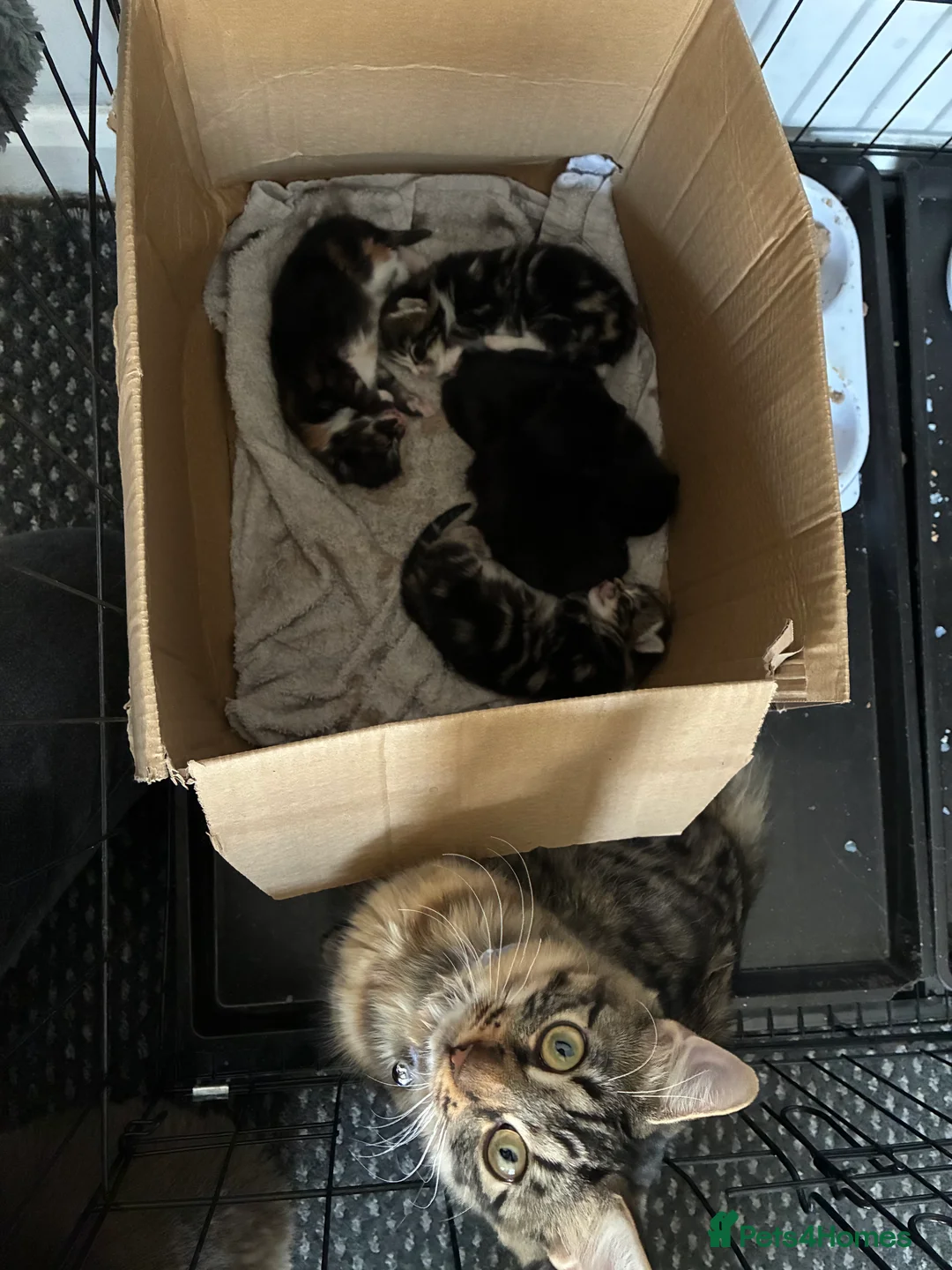 Mixed Breed cats for sale: Kittens for sale  - Advert 2