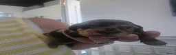 Miniature Dachshund dogs for sale: Beautiful litter of minature dachshund puppies in Alfreton - Advert 3