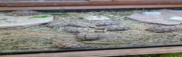 Tortoise reptiles for sale: Baby leopard tortoises  - Advert 3