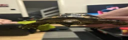 Hermann Tortoise reptiles for sale: 7 year old believe male hermanns tortoise - Advert 4