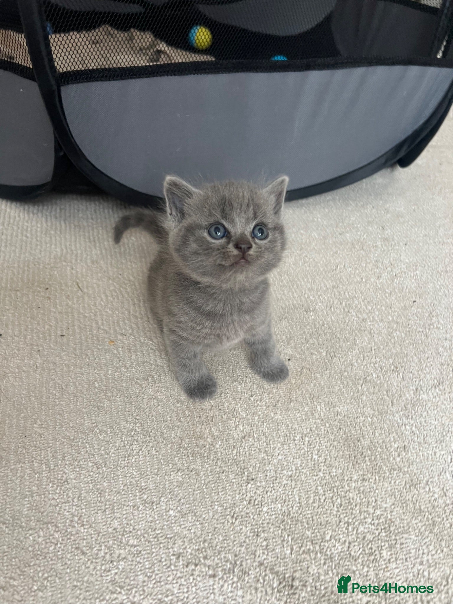 British Shorthair cats Half British short hair kittens - Advert 12