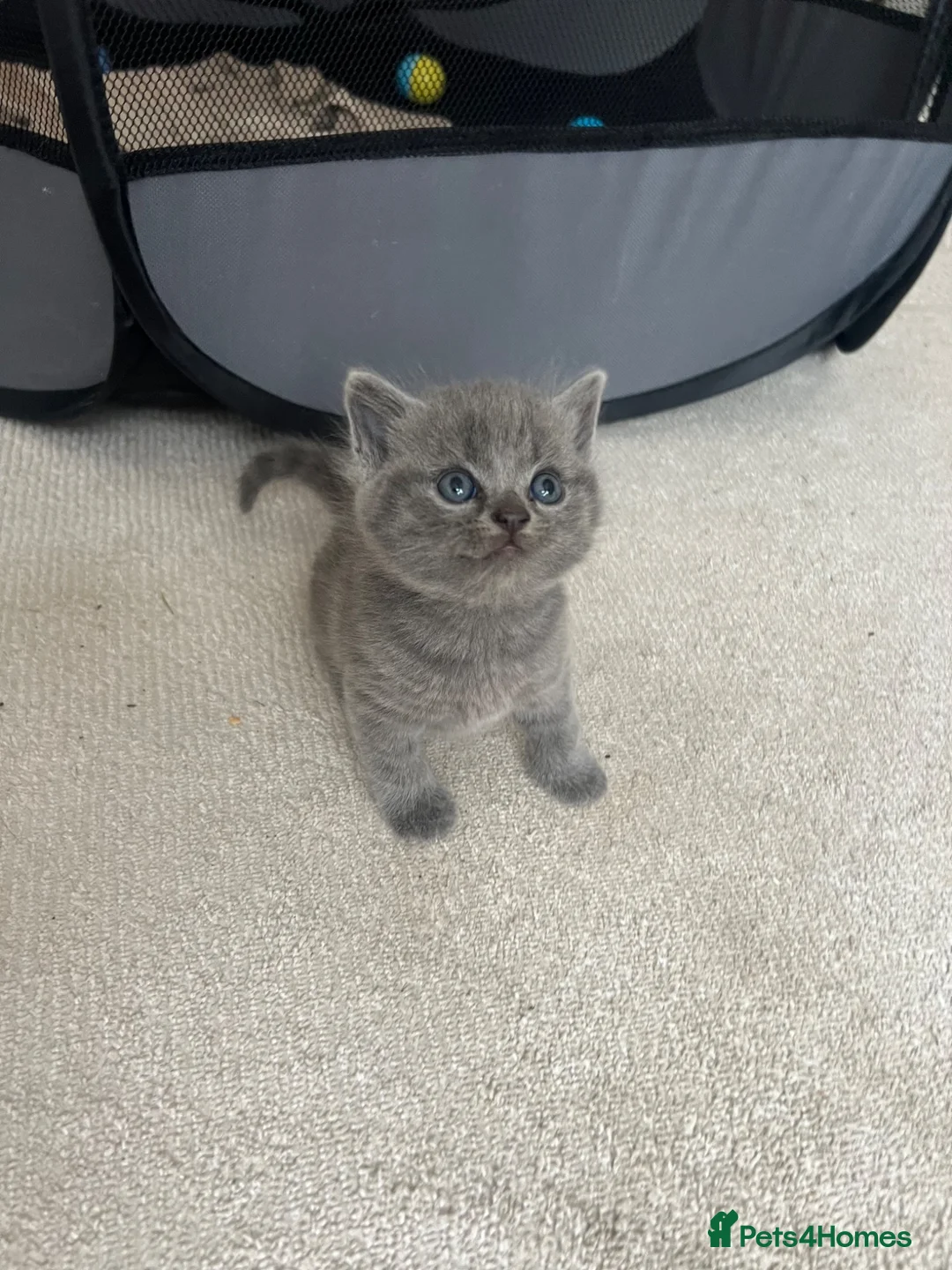 British Shorthair cats for sale: Half British short hair kittens - Advert 1