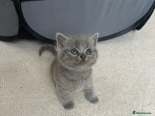 British Shorthair cats Half British short hair kittens - Advert 1