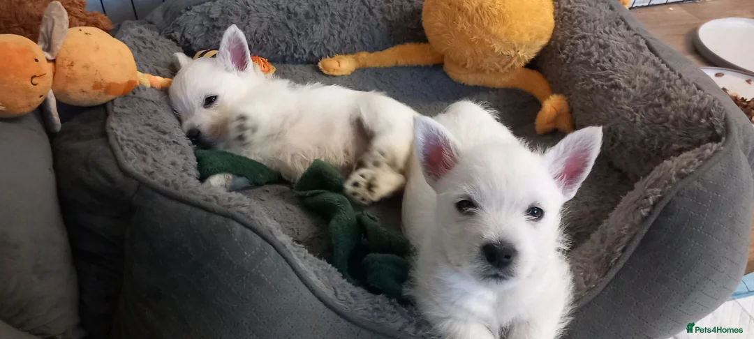 West Highland Terrier dogs for sale: Beautiful west Highland terriers - Advert 1