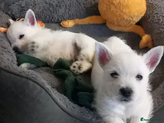 West Highland Terrier dogs Beautiful west Highland terriers - Advert 17