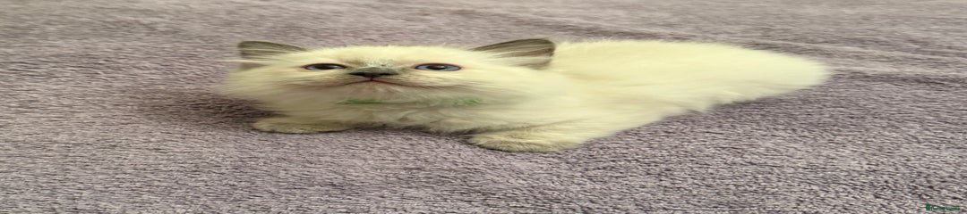 Green Collar Female