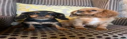 Cavalier King Charles Spaniel dogs for sale: Beautiful Cavaleir King Charles puppies  - Advert 6