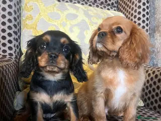Cavalier King Charles Spaniel dogs Beautiful Cavaleir King Charles puppies - Advert 1