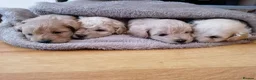 Toy Poodle dogs for sale: Adorable 3/4 Toy Poodle 1/4 Maltipoo Puppies - Advert 7
