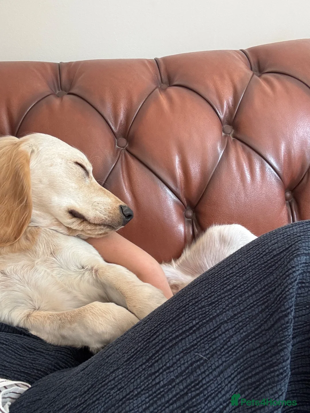 Cavapoo dogs for sale: 7 month cavapoo in Chesterfield - Advert 9