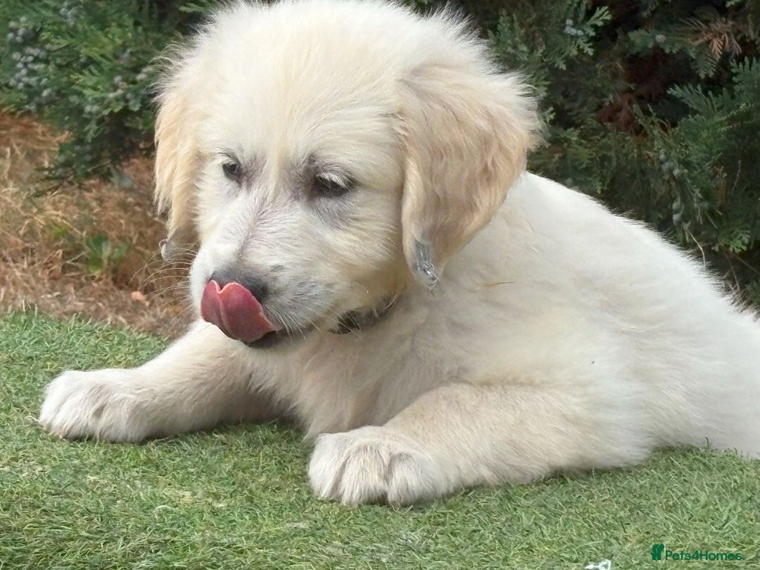 Golden Retriever dogs for sale: KC Registered  boy from 5 Star Breeder  - Image 3
