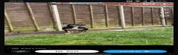 Mixed Breed dogs for sale: Border collie x French bulldog - Advert 3