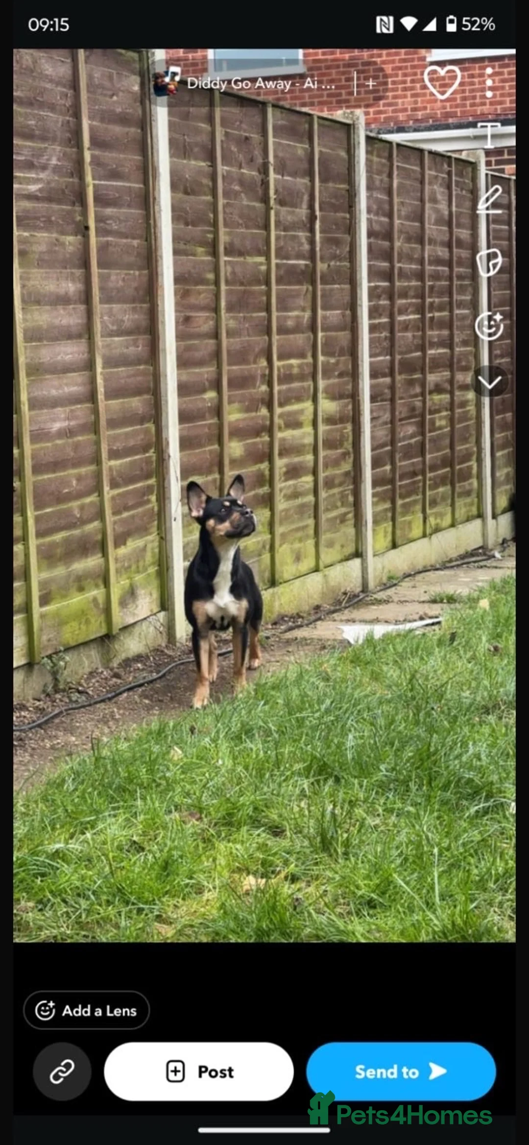 Mixed Breed dogs for sale: Border collie x French bulldog - Advert 3
