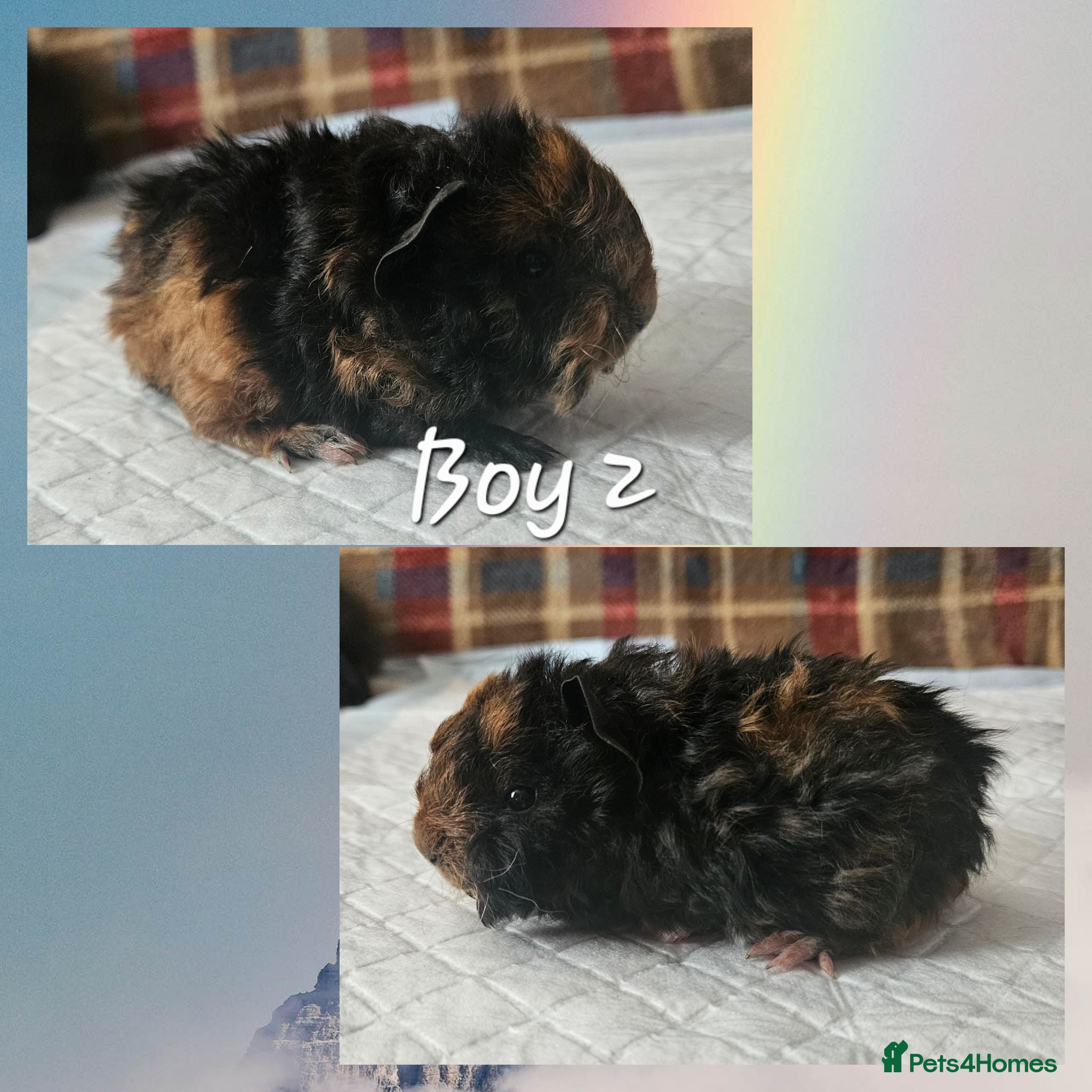 Guinea Pig rodents BEAUTIFUL FUNKY BABIES - Advert 2