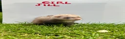 Ferret rodents for sale: Ferrets Available, Boys And Girls  - Advert 5