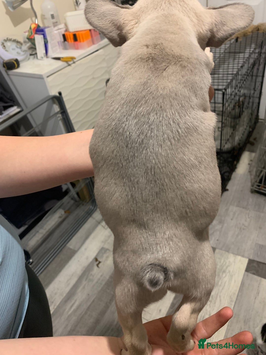 French Bulldog dogs for sale: French bulldogs  - Advert 2