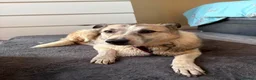 Mixed Breed dogs for adoption: Peach - Taverham Norfolk  in Norwich - Advert 5