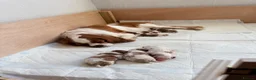 Cavalier King Charles Spaniel dogs for sale: King Charles Cavalier Puppies -  - Advert 10