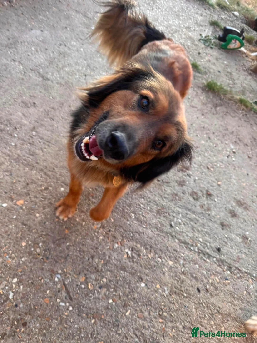 Mixed Breed dogs for adoption: Shy Obi in ELY - Advert 1