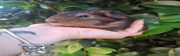 Guinea Pig rodents for sale: Gorgeous boars- All rehomed now - Advert 7