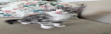 Mixed Breed Kitten 1