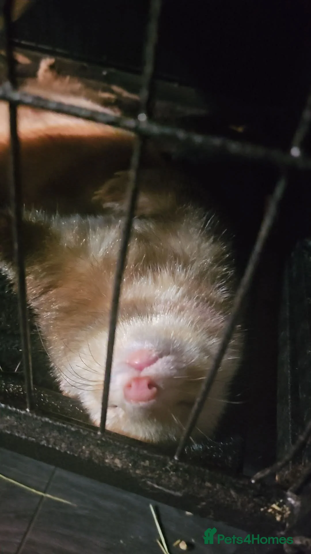Ferret rodents for sale: Rehoming 2x male ferrets  - Advert 1