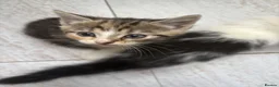Mixed Breed cats for sale: Beautiful kittens for sale in Welwyn - Advert 9