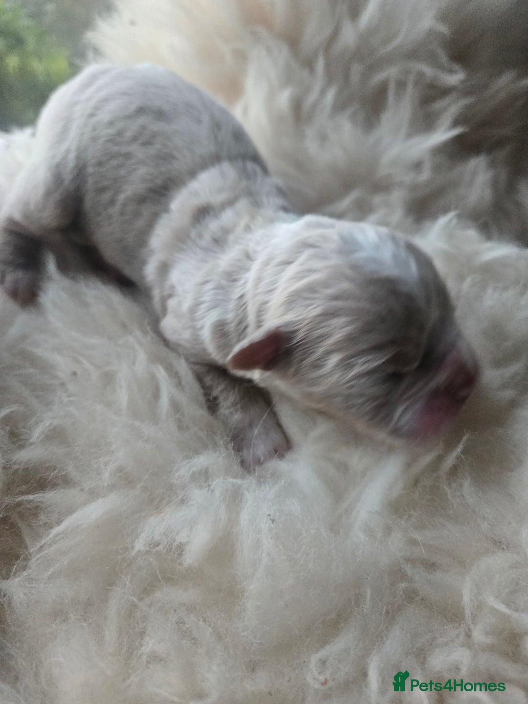 Olde English Bulldogge dogs for sale: Mammut : Fluffy Olde English Bulldog puppies. - Advert 38