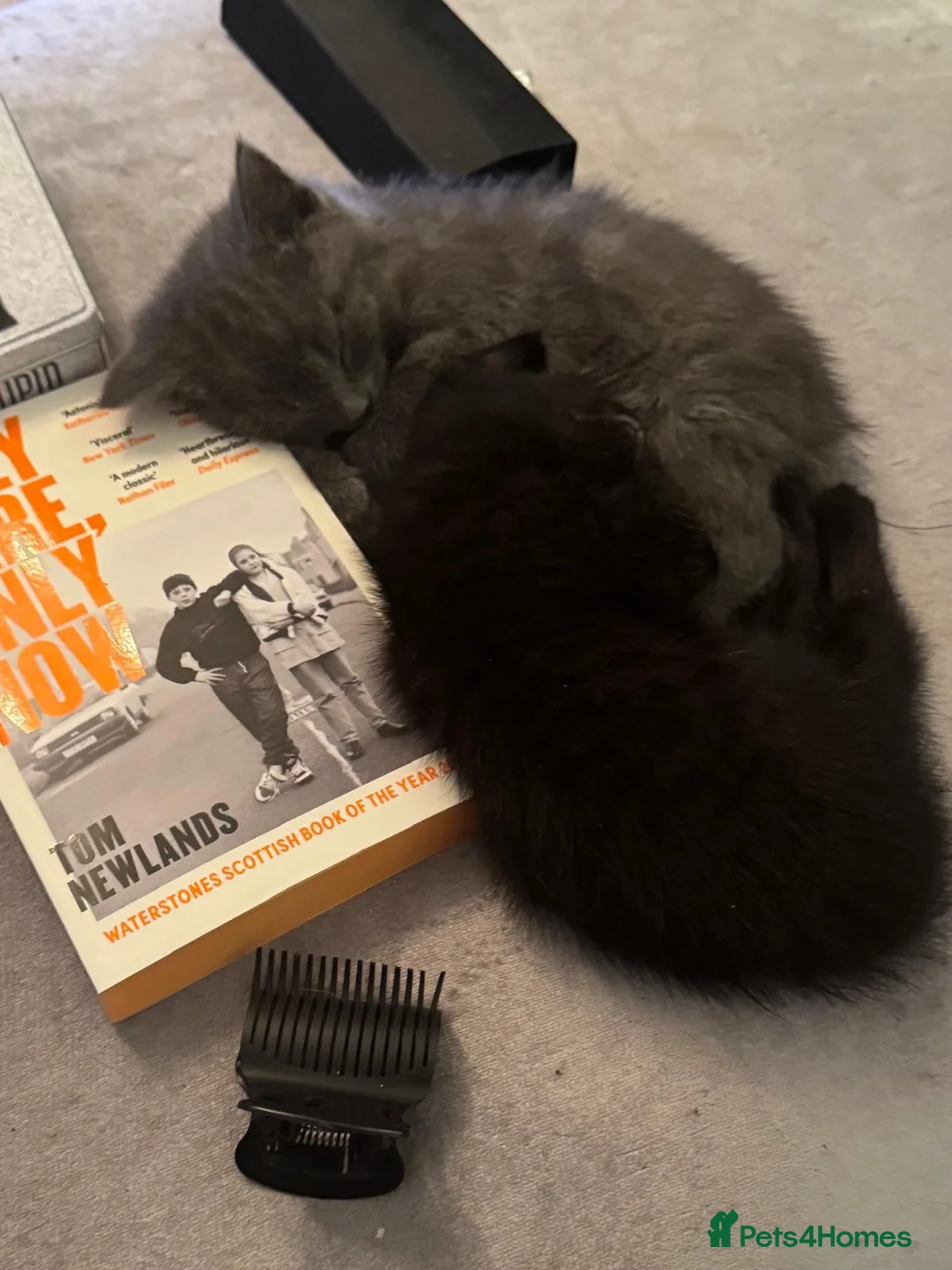 British Shorthair cats for sale: 4 beautiful kittens  - Advert 11