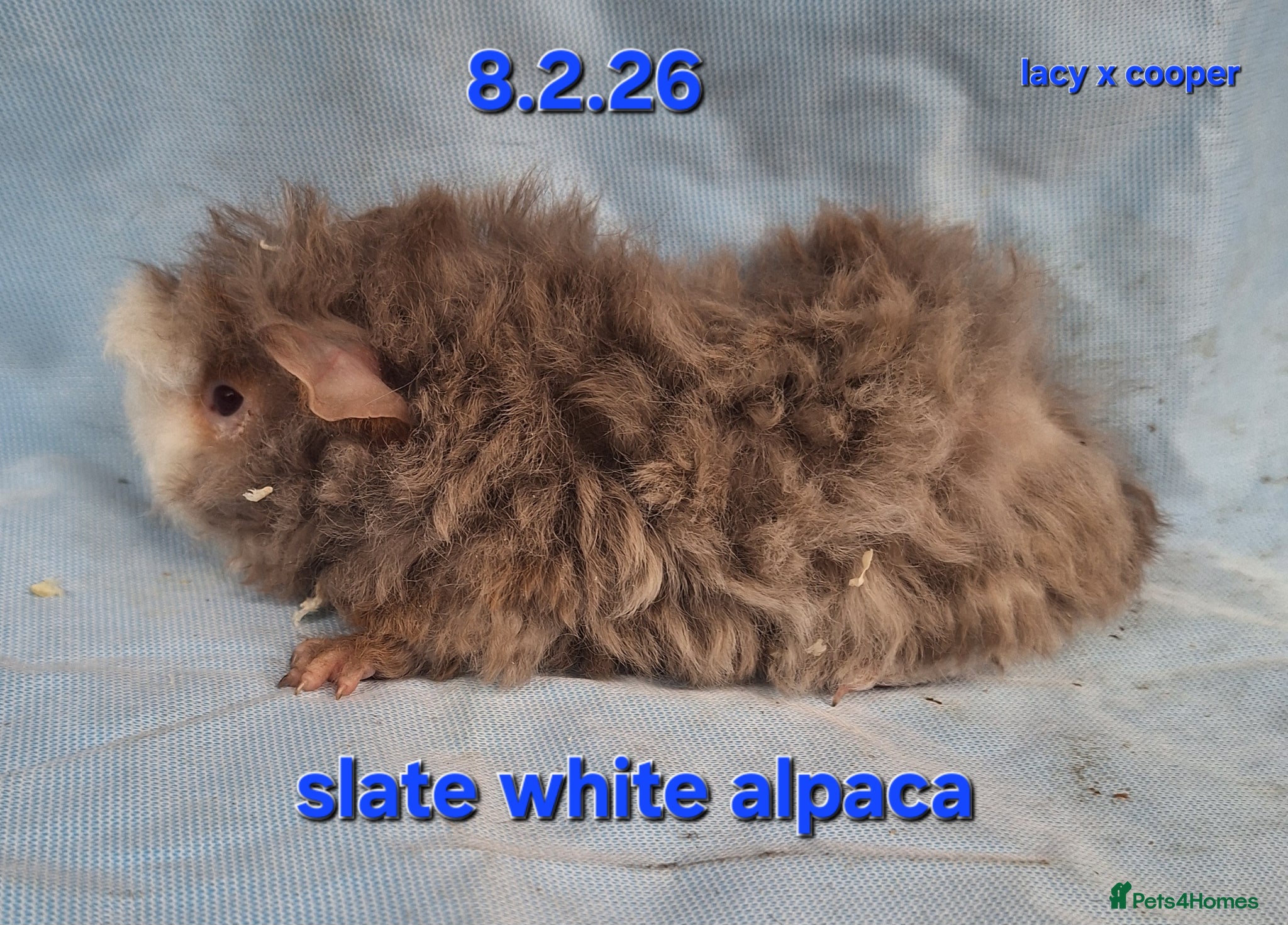 Guinea Pig rodents Purebred Alpaca guinea pig boars - Advert 6