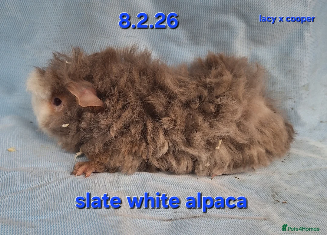 Guinea Pig rodents for sale: Purebred Alpaca guinea pig boars - Advert 1