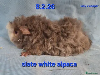 Guinea Pig rodents Purebred Alpaca guinea pig boars - Advert 6