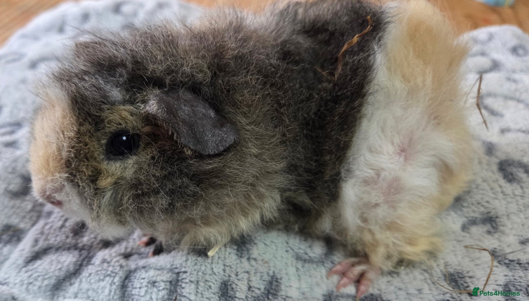 Guinea Pig rodents for sale: 3 Male Babies 🐖 - Advert 9