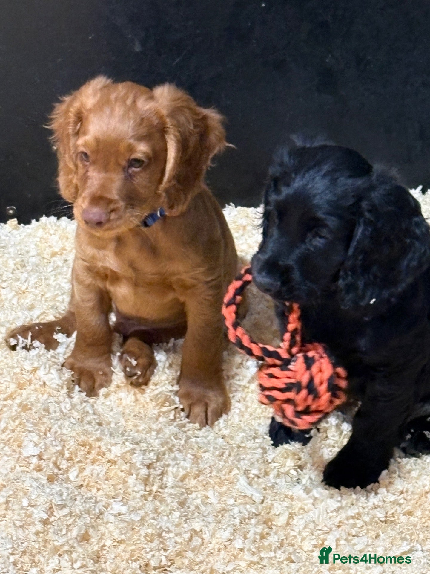 Cocker Spaniel dogs Well bred working cocker spaniel puppies - Advert 12