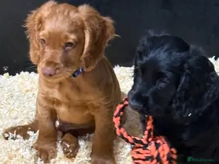 Cocker Spaniel dogs Well bred working cocker spaniel puppies - Advert 12
