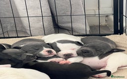 Staffordshire Bull Terrier dogs for sale: BEAUTIFUL STAFFY LITTER STUNNING COLOURS - Image 17